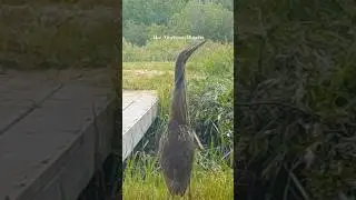 Snake Hunter! An American Bittern Hunting Snakes and Frogs!#wildlife #shorts#american bittern