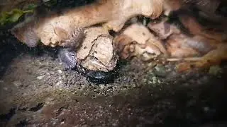 Ocypus olens (Devil's Coach-horse / Stinkende kortschild) - Native terrarium