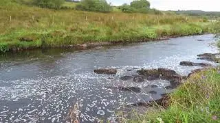 SALMON IRELAND