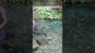 penampakan moa belut raksasa air tawar Air Waiselaka Ambon giant fresh water mooray eels