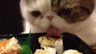 Calmy eating meme (thx for 800/802 subs)