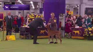 Azawakhs | Breed Judging 2026