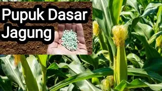 Wajib Tau!! Pupuk Dasar Sebelum Tanam Jagung agar Cepat Tumbuh dan Berbuah Lebat #pupuklahan