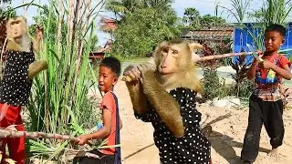 SokYaa & Abii Become Tiny Farmers &ndash; Monkey Family Harvest Day!