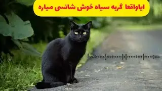 عجایب بی نظیر گربه سیاه 