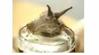 suki the farting snail.mp4
