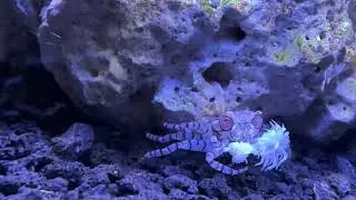 Pom pom crab