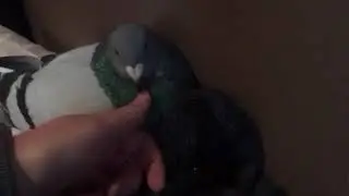 Albert the pigeon sitting on the egg Jakes Farm Yard