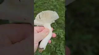La russule charbonni&egrave;re #mushroom #champignons #russule #charbonni&egrave;re