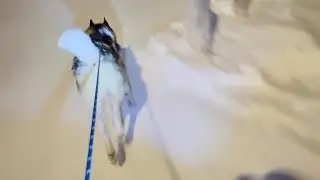 Max the husky almost killing me around wascana lake Regina! 
