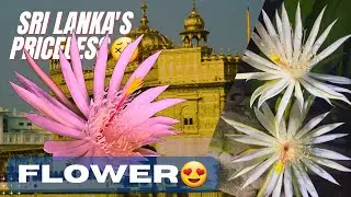 EXPENSIVE😃 AND PRICELESS FLOWER IN THE UNIVERSE #flower #kadapulflower