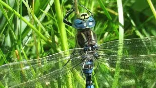 Крупная стрекоза Коромысло голубое, Aeshna juncea