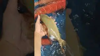 LEOPARD CORAL GROUPER