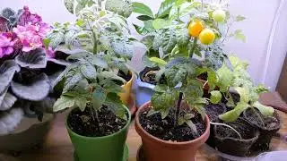 Tomatoes you can grow indoors year round!