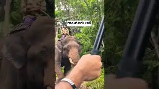 Gajnur elephant with caretaker 🐘#viral #karnataka #shivamogga #ytshorts #youtubeshorts #froest