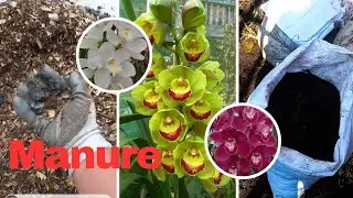 How to prepare manure for cymbidium. #cymbidium #orchid #gardening 