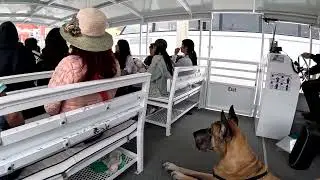 Cash 2.0 Great Dane going for a boat ride in Marina Del Rey (1 of 2)
