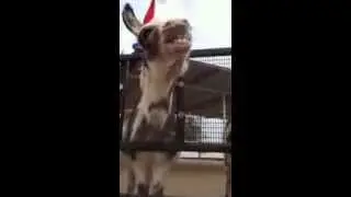 Smiling Donkey
