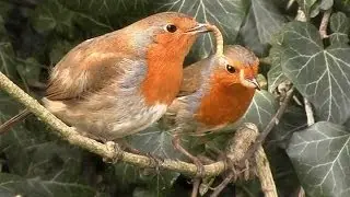 European Robins - Courtship Feeding