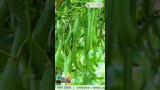 Beans Online Farmer Mr. Manjesh giving feedback about our Products