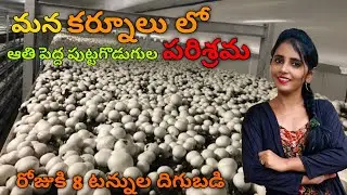 Mushrooms farming Unit kurnool | Fresh bowl button mushrooms | Biggest Mushroom Farm | Kurnool |
