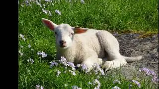 Loving Shepherd, Gentle Shepherd - Chris Falteisek, composition, piano and recording