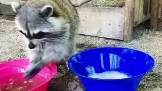 Mapache se lava las manitas con agua y jab&oacute;n