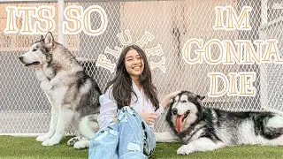 Going To A Very Cute Dog Cafe In Jakarta | A Day In My Life