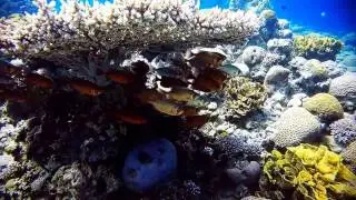 Exploring Aqaba's ship wreck. The famous Cedar Pride