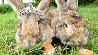 Massive Rabbit Marriage