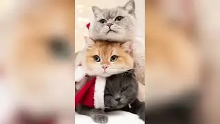 Cat Photography Ideas for Christmas 2021