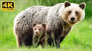 Best Moments of Bears Life | 4K ULTRA HD