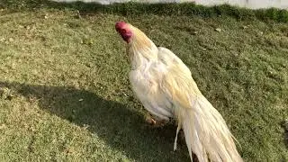 Second vlog of Ahmad umar farm ek morgha bohat dangerous hai ❤️🤲🧿#aseel #hens #parrotbeak #peshawar 