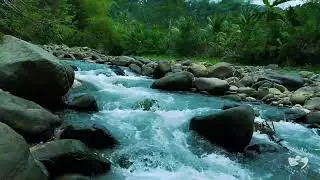 River Sounds for Sleeping at Night | Peaceful Flowing Water Nature Ambience