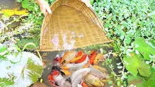 Top 5  Amazing Video  Catch Up Absolutely Beautiful Fish (Koi & Golden) Lucky Day And Enjoy Fishing