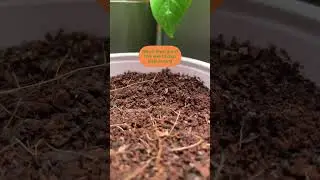 Grow culantro seeds