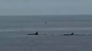 Косатки Orcinus orca семья на охоте