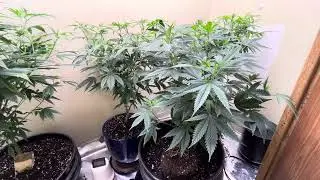 Update closet grow weed organic garden indoor