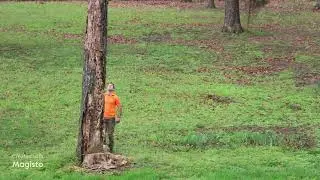Affordable Tree Service in Chattanooga