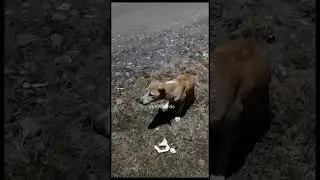Lali#dogs#doglove#dogshorts#pets#adoptstrays#straydog#animals#streetdog#nature#dog#straydogsfeeder 