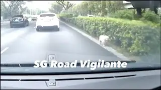 1jan2023 1630hrs pie toh guan exit dog on expressway lane 1 drivers do be vigilant when in the area.