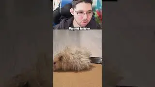 Самый старый хомяк в мире