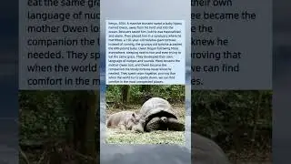 The Hippo and the 130-Year-Old Tortoise 🦛🐢 #nature
