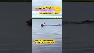 wildlife nature video 