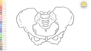 Pelvis diagram easy | How to draw Pelvis diagram easily | Human anatomy drawing easy