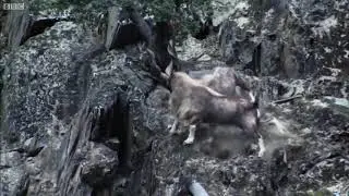 snow leopard 🐆 attacks markhor .    zuhran's gellry