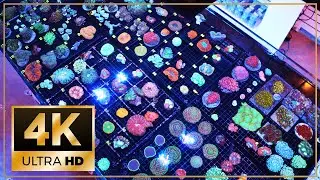 STUNNING New Corals NOW IN 4k ! // March finally gets a new camera