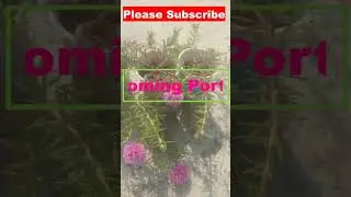 My portulaca collection #shorts #youtubeshorts #shortvideo #portulacaflower #portulaca