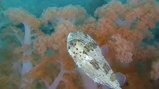 Deep Rock Malapascua