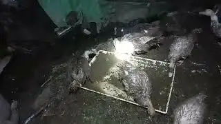 Kasi pakan entok malam malam duck farm organik